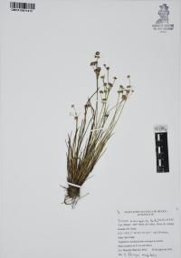 Juncus microcephalus image